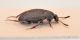 Comb0109_23r.jpg