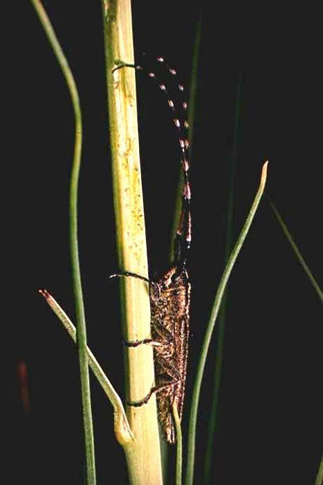 Agapanthia schurmanni img20.jpg