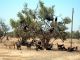 Souss.jpg