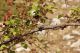 Monte_Lupone_14-VIII-2012_CN023.JPG