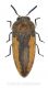 Acmaeodera flavolineata cypricola.jpg