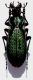 Carabus (Archiplectes) lennoni Gottwald,   1985.JPG