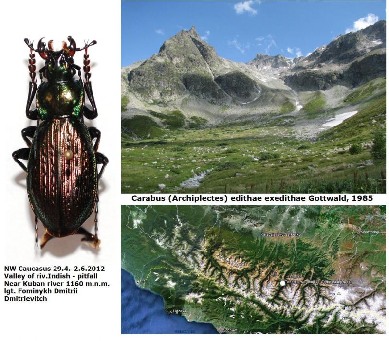 Carabus (Archiplectes) edithae exedithae Gottwald, 1985 - Kopie.JPG