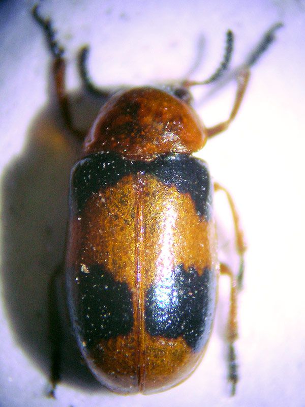 Coptocephala-unifasciata.jpg