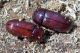 tenebrionidae circa 8 mm. nella rosura di un tronco morto tor caldara 12.8.2012.jpg