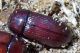 tenebrionidae circa 8 mm. nella rosura di un tronco morto tor caldara 12.8.2012 (2).jpg