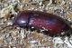 tenebrionidae circa 8 mm. nella rosura di un tronco morto tor caldara 12.8.2012 (3).jpg