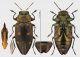 Chrysobothris_affinis_mdvs.jpg