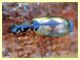 Drominae Anzio 12.4.2012.JPG