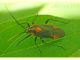 Miridae Albano laziale 18.5.2010.JPG