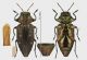 Chrysobothris_affinis_fdvs.jpg