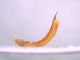 Oreina-cf-bidentata-lato-dx.jpg