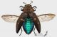 Chrysobothris_affinis_flights.jpg