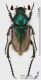 Amphicoma_graeca_1s.jpg
