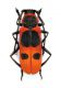 Calchaenesthes diversicollis.jpg
