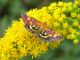 Pyrausta_purpuralis_2.jpg
