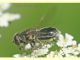 Syrphidae Albano laziale 25.5.2010 (1).JPG