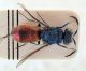 Comb0115_25r.jpg