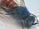 Comb0114_41rc.jpg