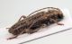 Comb0124_37r.jpg