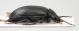 Comb0139_17r.jpg