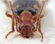 Comb0107_36r.jpg