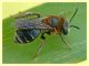 Apidae Anzio 4.6.2011 (1).JPG
