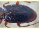 probabile Platyderus sp. Anzio 16.5.2011 (2).JPG