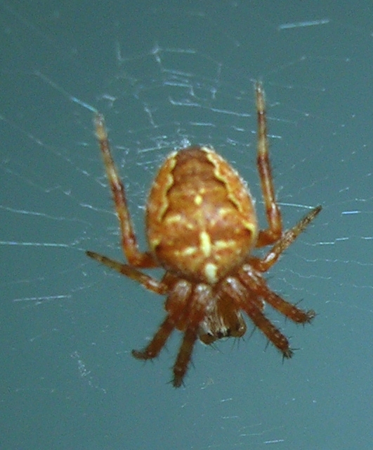 Araneidae - Araneus pallidus (Olivier, 1789).jpg