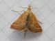 Synaphe_punctalis_punctalis (2).jpg