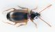 Comb0159_12Zcr.jpg