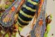 Bembecia-ichneumoniformis-2_7FX0607,0609_1207.jpg