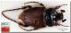 Pachypus melonii_ holotypus.jpg