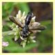 probabile Cylindromyia rufipes tor caldara 12.8.2012.jpg