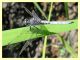 Orthetrum tor caldara 12.8.2012 (1).jpg