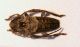 Pogonocherus2.JPG