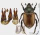 Anisoplia_tempestiva_ms.jpg