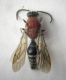 Mutillidae.jpg