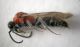 mutillidae2.JPG