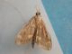 Ostrinia_nubilalis_nubilalis_F.jpg