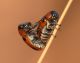 coptocephala scopolina.JPG