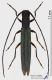 Theophilea_subcylindricollis_s.JPG