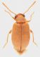 Anobiidae_Serrone_15-30_VII_2012_1,75mm_grey.jpg
