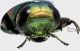 Chrysobothris astartae_p1 rid.jpg