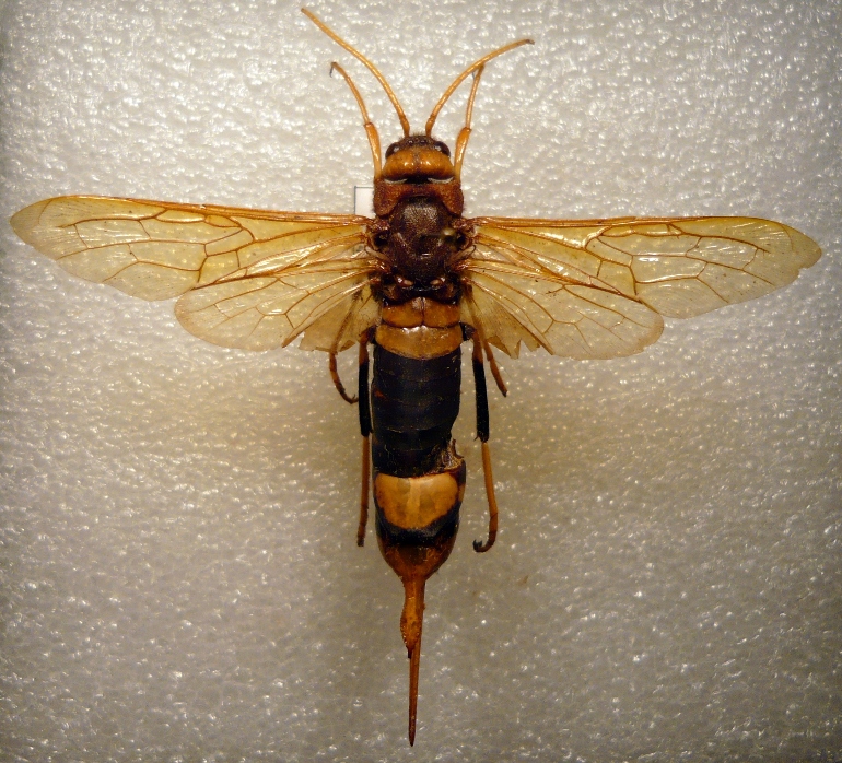 Urocerus augur..JPG