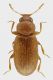 Latridiidae_Serrone_15-30-VII-2012_1,5mm.jpg