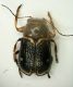 Pachy02b 2.8mm 8.VII.2012.JPG