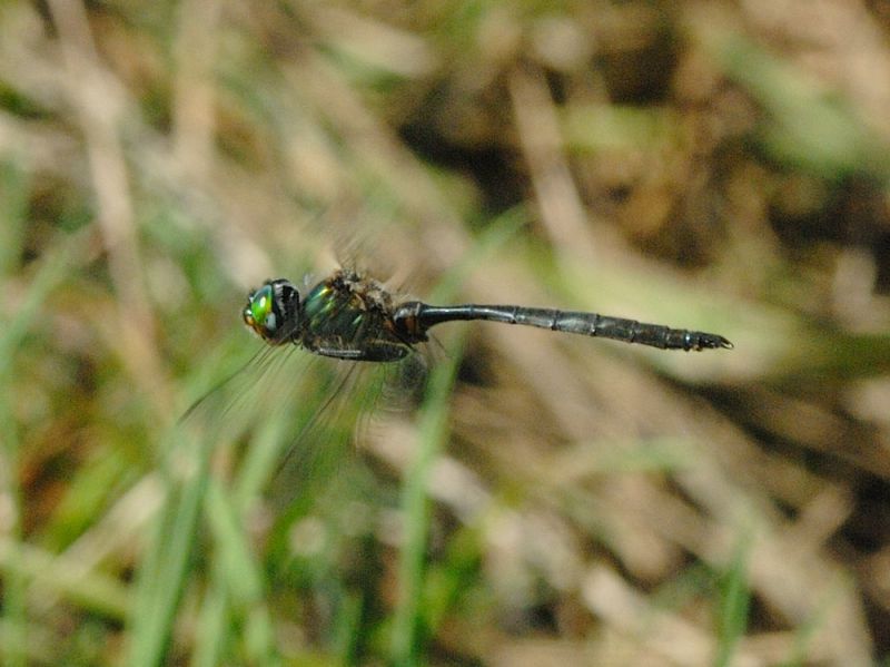 Corduliidae116.jpg