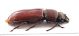 Comb0143_15c.jpg