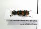 Trichodes sp-Turkey-Kankiri prov.-Cerkes-21-VIII-2002-Leg.Sandel_02.JPG